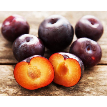 Plumcot 'Spring Satin'