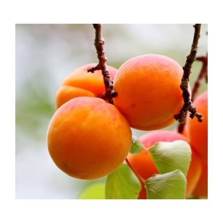 Abricotier 'Polonais'