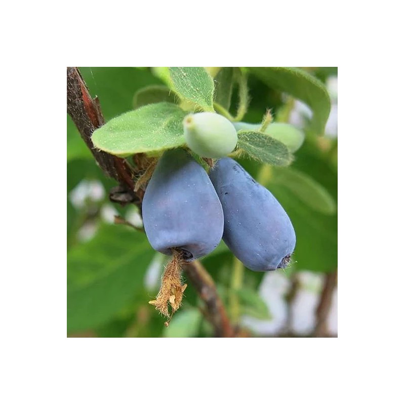 Baie de mai / Camérisier / Chèvrefeuille Comestible ‘Zojka’