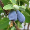 Baie de mai / Camérisier / Chèvrefeuille Comestible ‘Zojka’