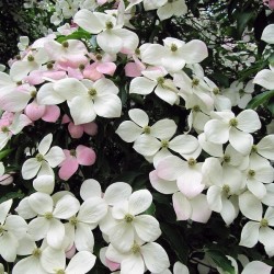 Cornouiller 'Norman Hadden'