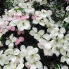 Cornouiller 'Norman Hadden'