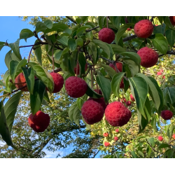 Cornouiller 'Norman Hadden'