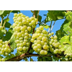 Vigne 'Exalta'