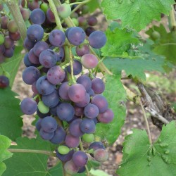 Vigne ‘Muscat Bleu’