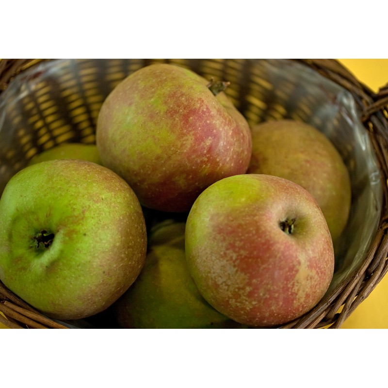 Pommier 'Belle de Boskoop'