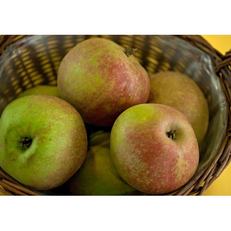 Pommier 'Belle de Boskoop'