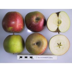 Pommier 'Belle de Boskoop'