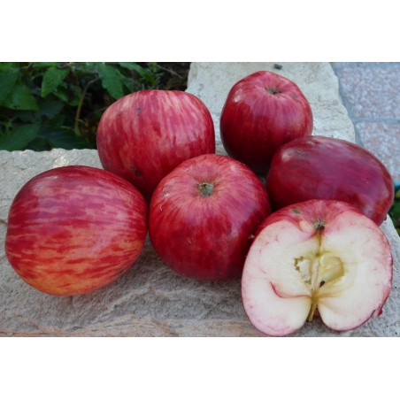 Pommier 'Pay Bou' / 'Calville Rouge d’Été' / 'André Maria Sagarra'