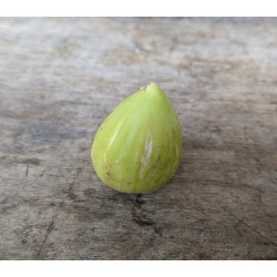 Figuier 'Madeleine Blanche'