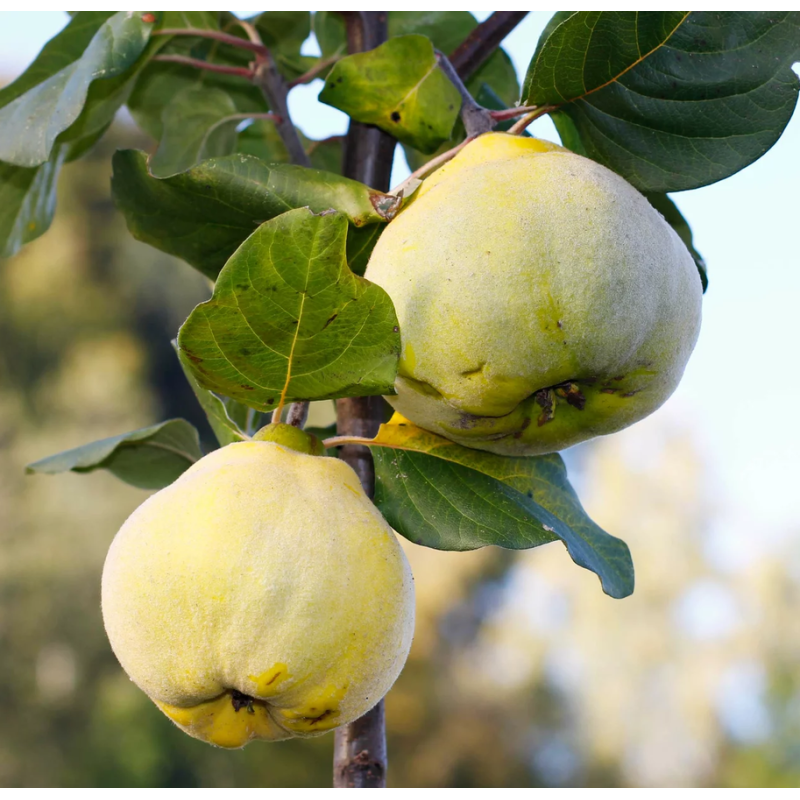 Cognassier 'Aromatnaya'