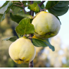 Cognassier 'Aromatnaya'