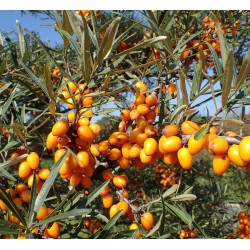 Argousier 'Askola'