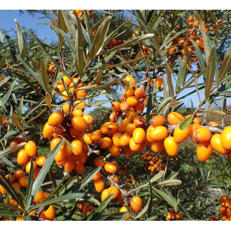 Argousier 'Askola'