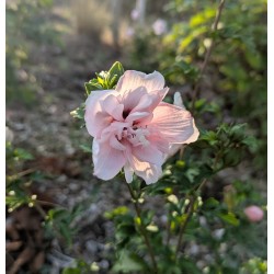 Althéa ‘Pink Chiffon’