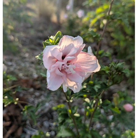 Althéa ‘Pink Chiffon’