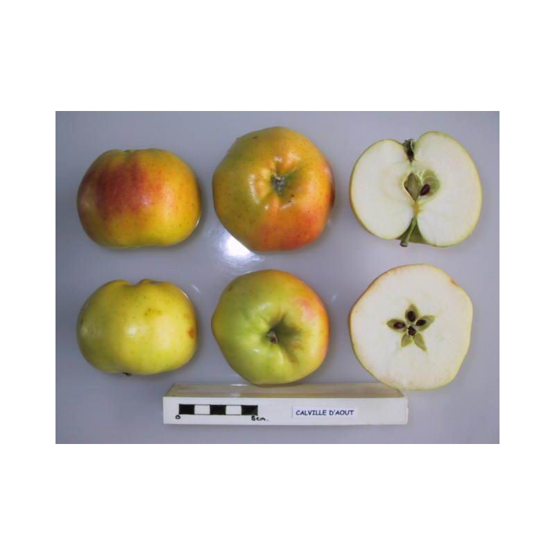 Pommier 'Calville Blanc d'été' / ‘Calville d’Août’
