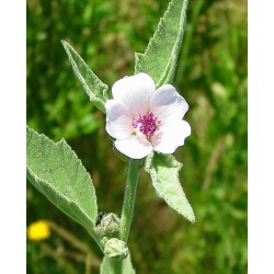 Guimauve officinale