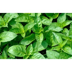 Basilic 'Marseillais'