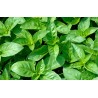 Basilic 'Marseillais'