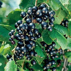 Cassissier 'Black Down'