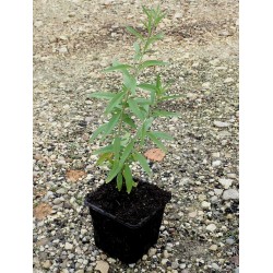 Verveine d'Argentine /...