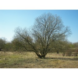Saule marsault