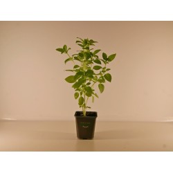 Basilic 'Marseillais'