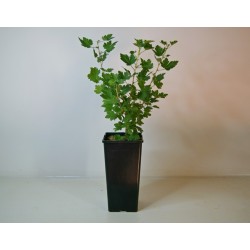 Groseillier à maquereau...